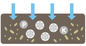 Polyglutamic Acid