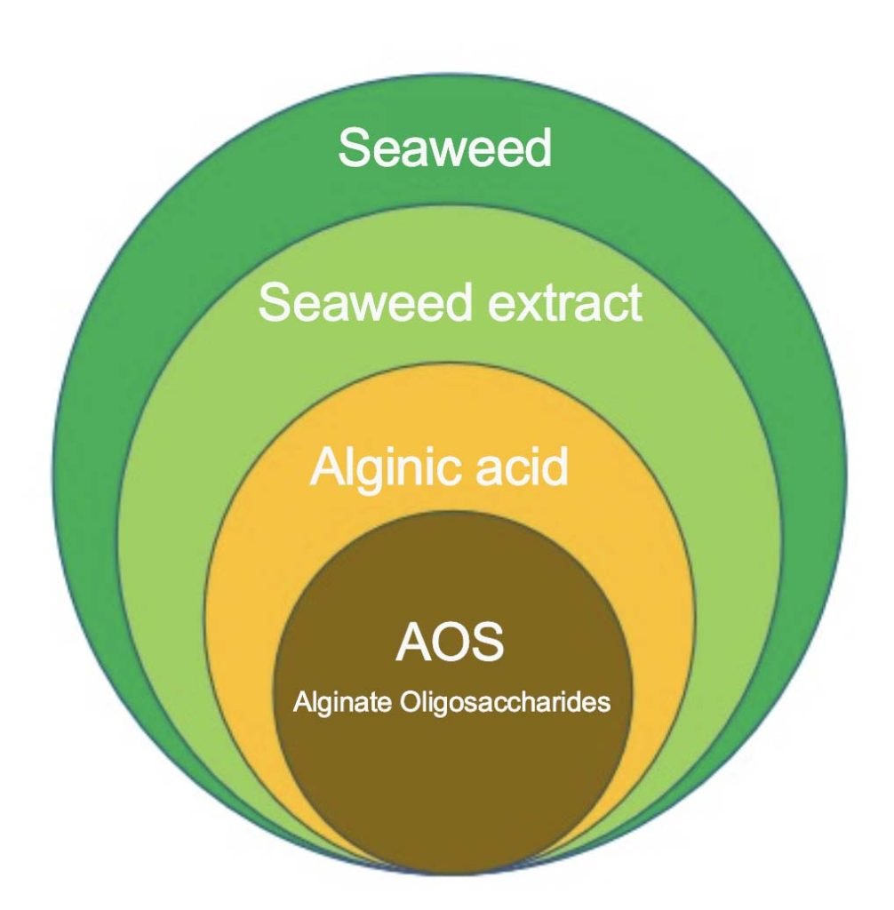 AOS relationship with alginic acid, which is also extracted from seaweed-Wellyou Tech