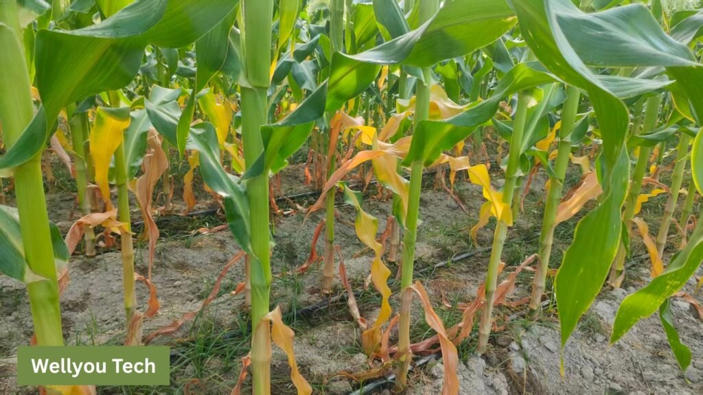 Yellowing in Maize After Application of Mineral Potassium Fulvate