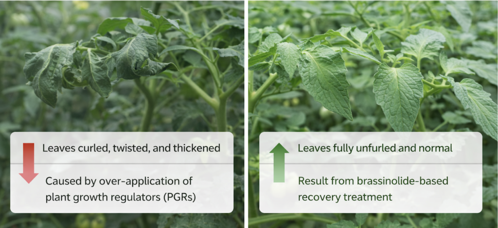 tomato plant recovery after brassinolide treatment
