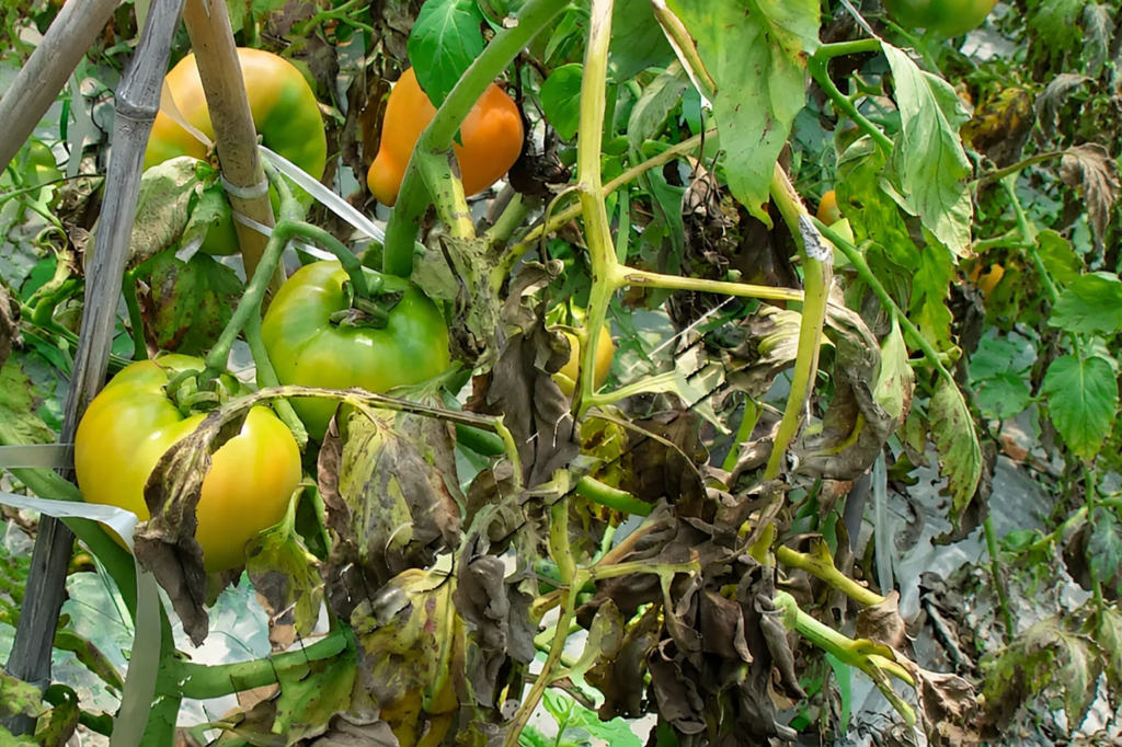 High-Activity Seaweed Oligosaccharides for Crop Protection Under Extreme Weather Conditions