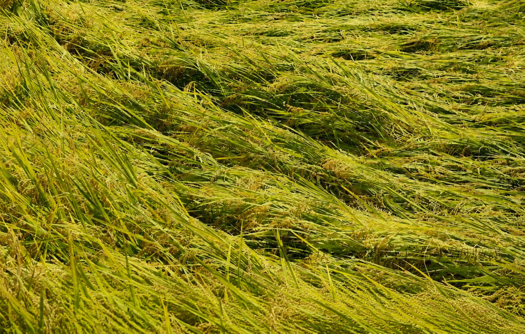 High-Activity Seaweed Oligosaccharides for Crop Protection Under Extreme Weather Conditions