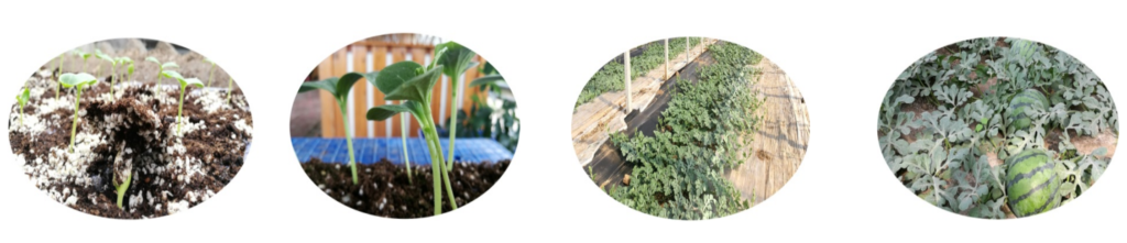Watermelon Growth Stages