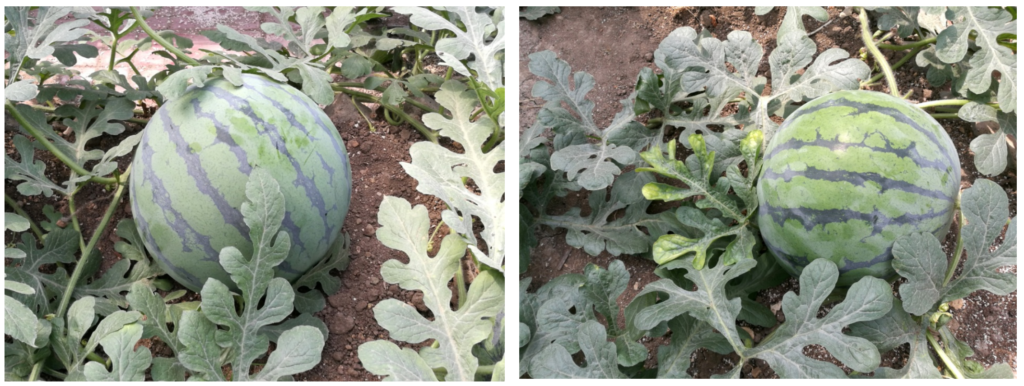 Watermelon Nutrition Plan