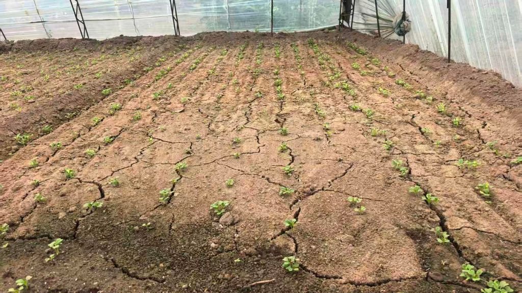 Greenhouse Soil Improvement with Humic Acid and Fulvic Acid 1