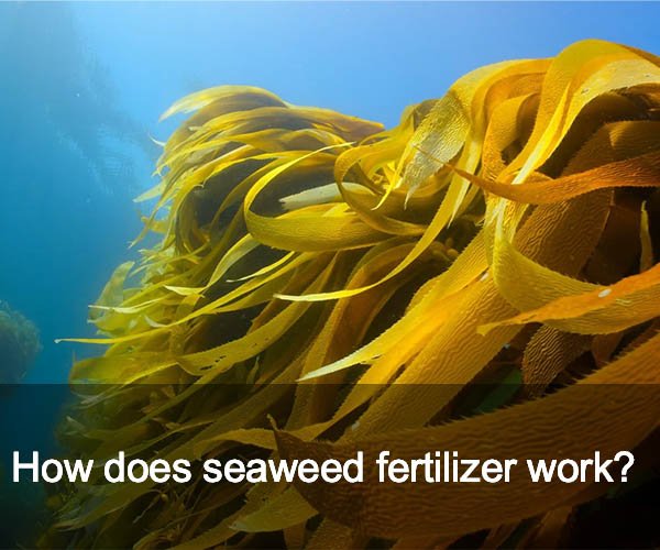 How does seaweed fertilizer work?