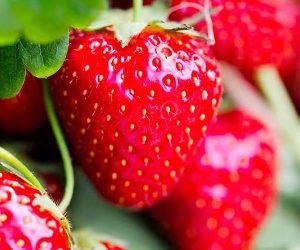 Effect of 5-ALA on photosynthesis of strawberry plants under NaCl stress