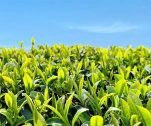 Spraying 5-ALA on Leaves can Improve Spring Tea Yield and Quality