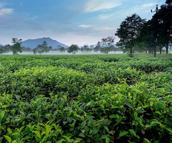Alginate Oligosaccharide: Effect of Spraying AOS on Drought Resistance of Tea Trees