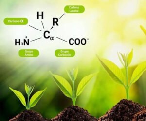 What Harm Does Too Much Amino Acid Do to Plants?