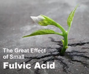 The Great Effect of Small Fulvic Acid