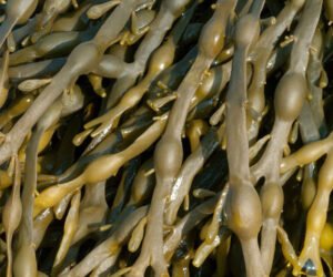 Seaweed Extract--Fully Functional Seaweed Fertilizer