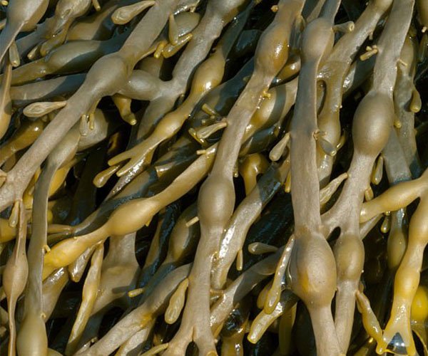 Seaweed Extract--Fully Functional Seaweed Fertilizer