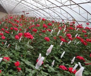 Calcium Ammonium Nitrate in Rose Cultivation