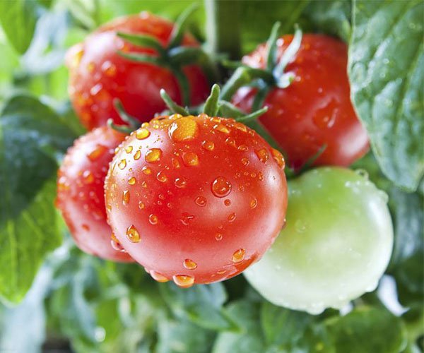 The Key to Tomatoes Expansion Period