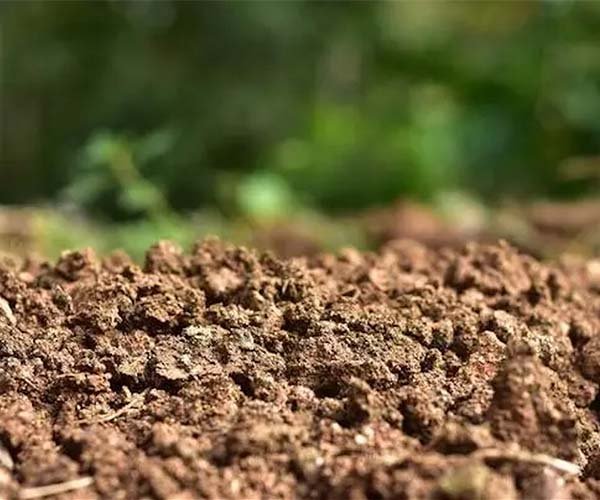 From Fertile Fields to Salty Wastelands: Understanding Soil Salinization