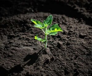 The Role of Humic Acid