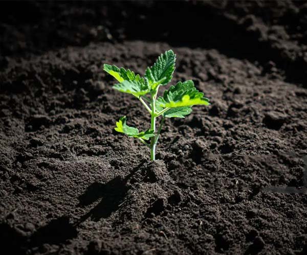 The Role of Humic Acid