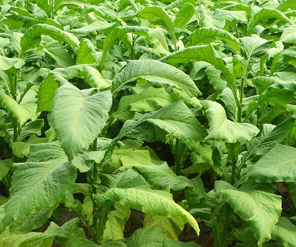 The Role of Chitosan Oligosaccharides in Tobacco Cultivation