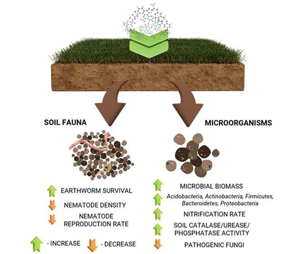 The Impact of Humic Acid on Soil Biological Activity