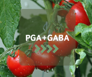 High-Yield and Stress-Resistant Crops with Polyglutamic Acid + GABA