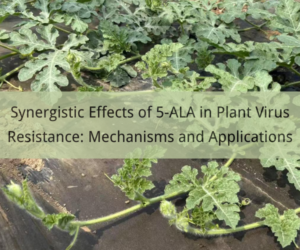 Synergistic Effects of 5-ALA in Plant Virus Resistance Mechanisms and Applications