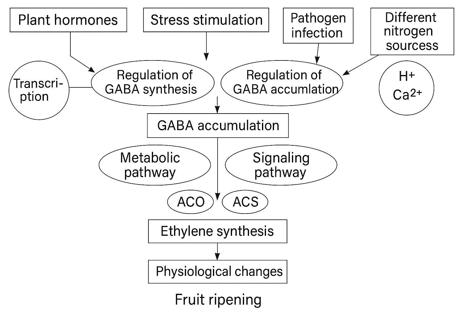 GABA: The Remarkable Role in Plant Growth and Stress Resistance ...