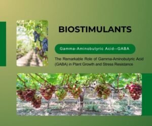 The Remarkable Role of Gamma-Aminobutyric Acid (GABA) in Plant Growth and Stress Resistance