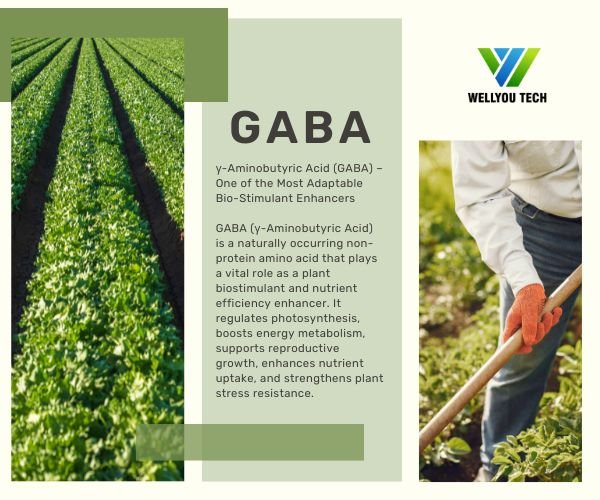 GABA wellyou tech