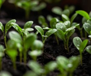 Key Considerations When Formulating Liquid Fertilizers with Potassium Fulvate