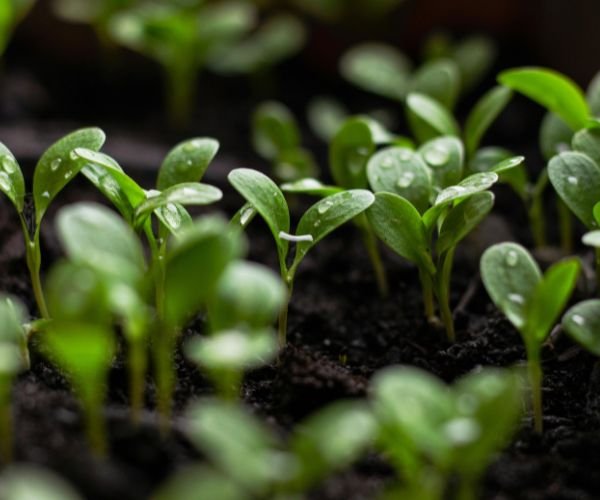 Key Considerations When Formulating Liquid Fertilizers with Potassium Fulvate