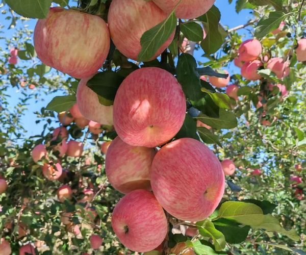 Accelerate Apple Coloration and Enhance Sweetness with 5-ALA