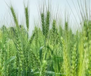 Chitosan Oligosaccharide: A Natural Solution for Sustainable Agriculture