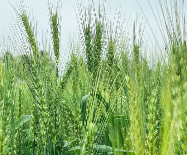 Chitosan Oligosaccharide: A Natural Solution for Sustainable Agriculture