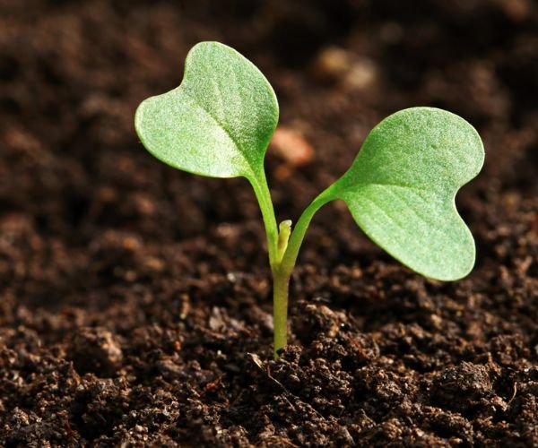 Can You Really Tell the Truth Behind Humic Acid Labels