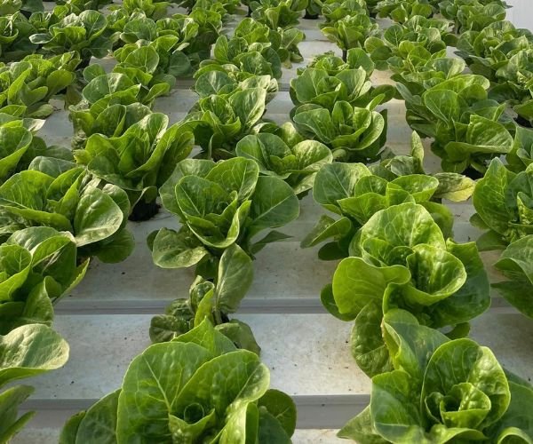 Understanding Suspension Fertilizers: From Composition to Quality Control