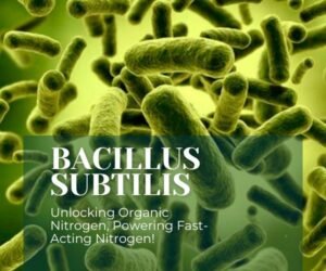 Bacillus subtilis