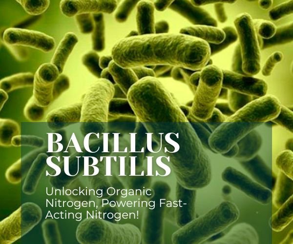 Bacillus subtilis