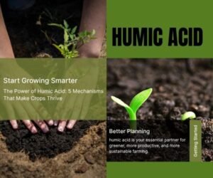 humic acid is your essential partner for greener, more productive, and more sustainable farming.