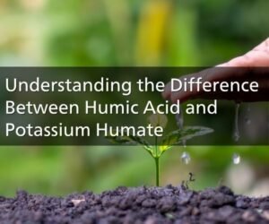 Understanding the Difference Between Humic Acid and Potassium Humate