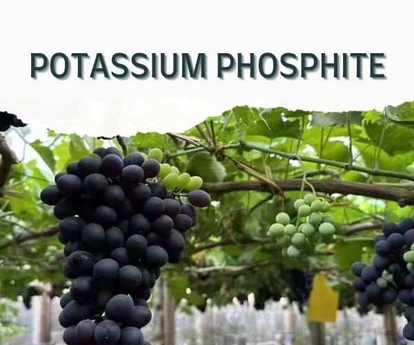 Potassium phosphite