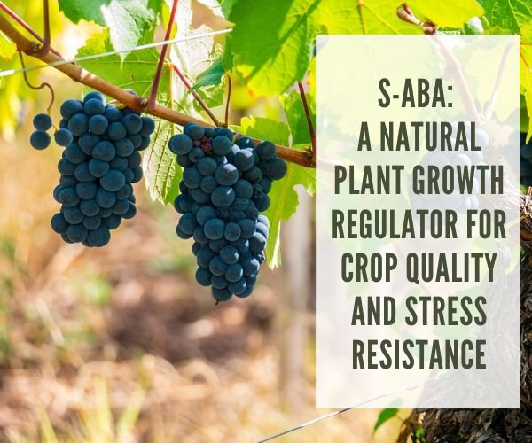 S-ABA: A Natural Plant Growth Regulator for Crop Quality and Stress Resistance