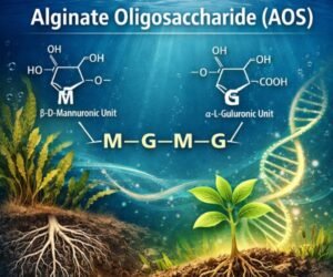 Alginate Oligosaccharide (AOS): Mechanism & Applications