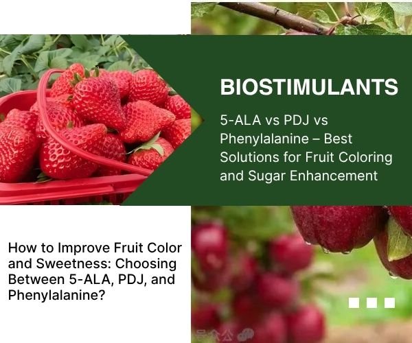 How to Improve Fruit Color and Sweetness: Choosing Between 5-ALA, PDJ, and Phenylalanine