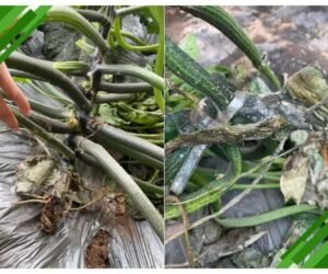Greenhouse Zucchini Root Rot: Integrated Solution for Continuous Cropping