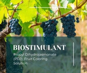 Propyl Dihydrojasmonate (PDJ) Fruit Coloring Solution