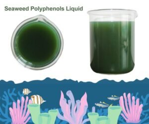 Seaweed Polyphenols for Agriculture