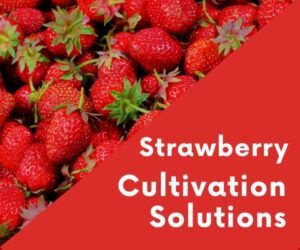 Strawberry Cultivation Solutions: Complete Agronomic Guide for High Yield and Premium Quality