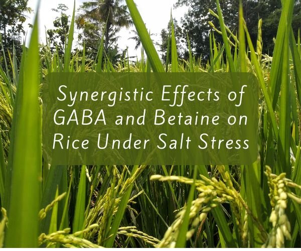 Synergistic Effects of GABA and Betaine on Rice Under Salt Stress