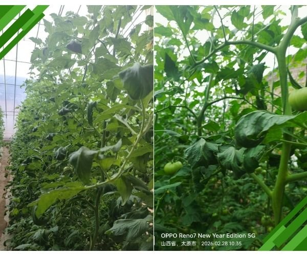 Tomato Leaf Curling: Is It Nutrient Deficiency or Chemical Stress?